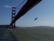 Bird Flying near Golden Gate Bridge.JPG